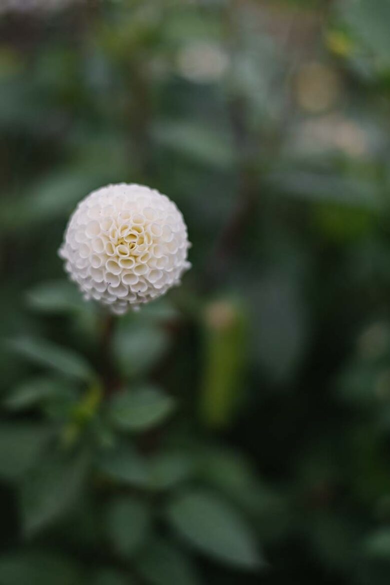 Dālija "Small World"