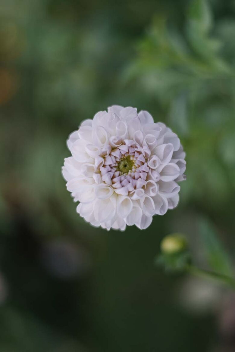 Dālija "Aprīļa pīlieni"