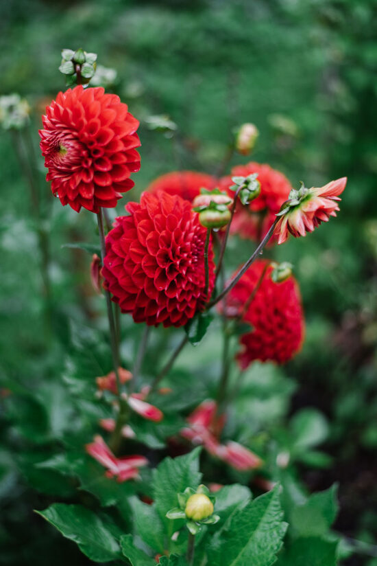 Dahlia red