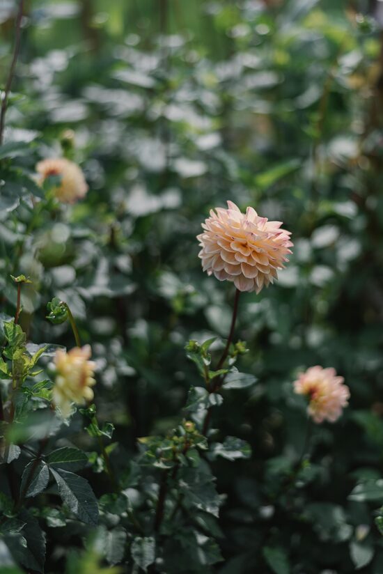 Dahlia "Wine Eyed Jill Yellow"